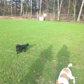 Hondenfoto van julia en spike