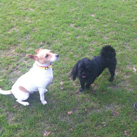 Hondenfoto van julia en spike