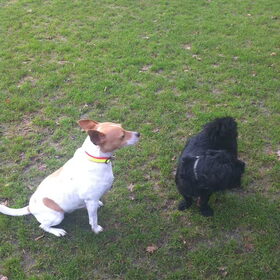 Hondenfoto van julia en spike