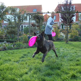 Hondenfoto van Mechelse herders 