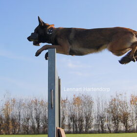 Hondenfoto van Mechelse herders 