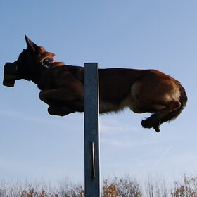 Hondenfoto van Mechelse herders 