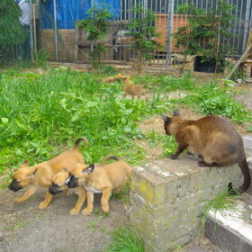 spelen met broertjes en zusjes! (en de katten pesten hehe)…