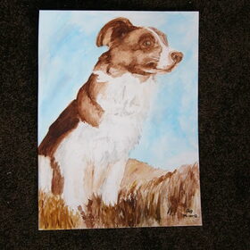 Border Collie aquarel