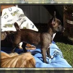 Chihuahua Nordy korthaar 6 maanden oud