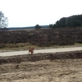 Op de hei.