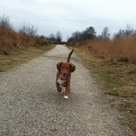 Lieff