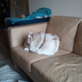 kaya sleeping