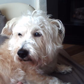 benjike mijn lieve hond