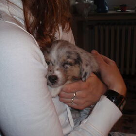 Troy als pup