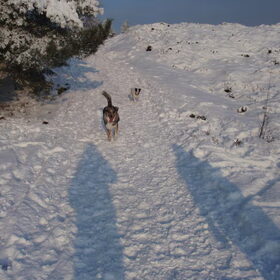 Sneeuw zwolse bos