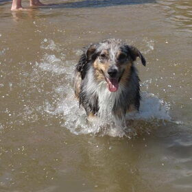 Water ratje