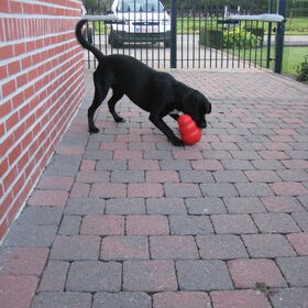 Kong Wobbler time!
