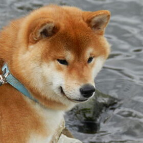 Kenshi