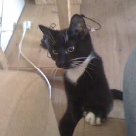 Stimpy