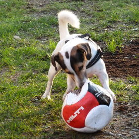Spelen met de bal.