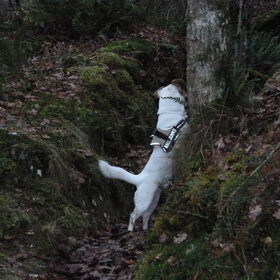 Melo.