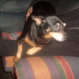 Ruby, onze lieve oude dame van 13 jaar oud