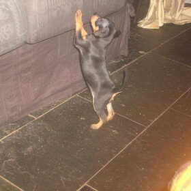 Bibi, onze kleine meid