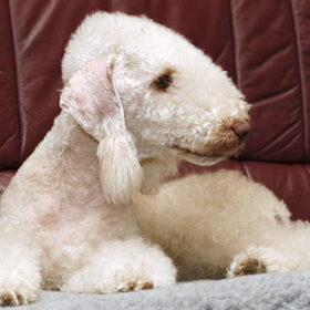 Hondenfoto van Kennel  O´DUNLAITH