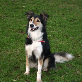 Layla "Blijf"