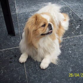 Hondenfoto van roxanne & balou