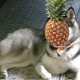 de franse husky :p