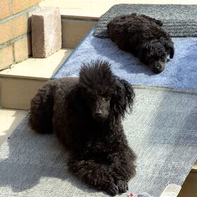 woopy en faith op hun brugje