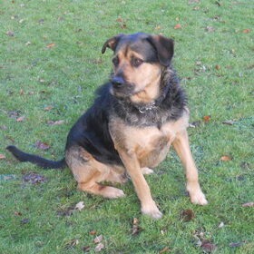 Hondenfoto van Claudia & Tank
