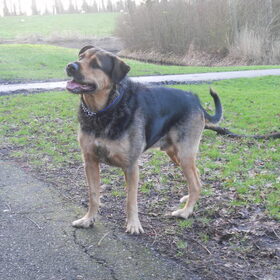 Hondenfoto van Claudia & Tank