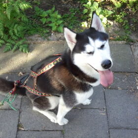 Hondenfoto van laika de gekke husky en baasje