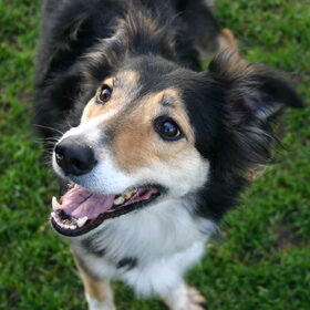 Layla kan ook heel lief kijken
