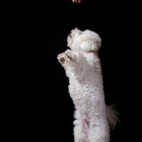 alvast oefenen voor doggy dance