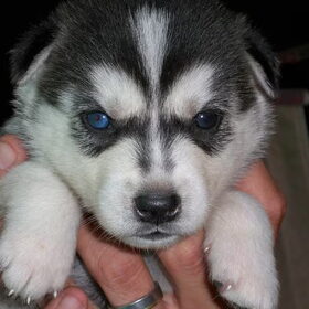 Dit is onze nieuwe pup 'Akina' Na het verlies van onze Soraya…