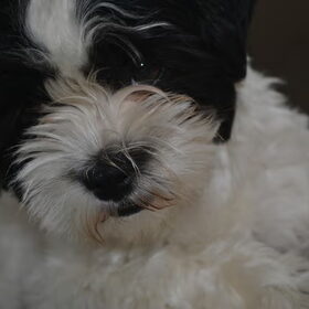 Hondenfoto van Lotte