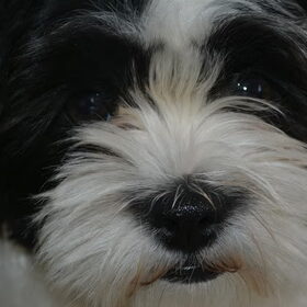 Hondenfoto van Lotte