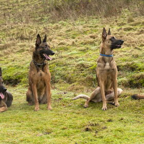 Hondenfoto van De Mecheltjes clan