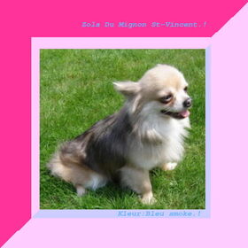 Hondenfoto van chihuahua lovers