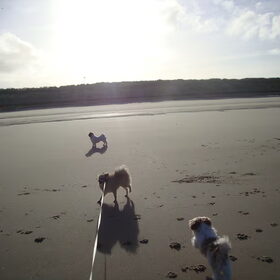 De drie musketiers