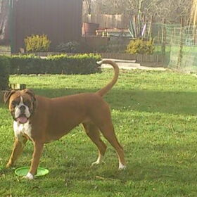 Hondenfoto van Ronnie & ««Jara»»