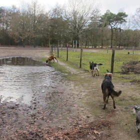 Ons wandelroedeltje levi,scooby,ybi en yvi.