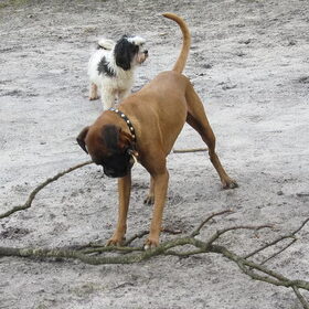 Scooby het takkenmonster,Turbo blijft op veilige afstand.