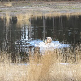 En natuurlijk moet Levi weer het water in.