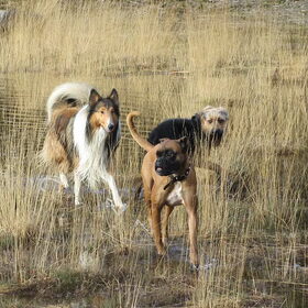 Scooby en levi kwamen een knappe collie tegen in het water.