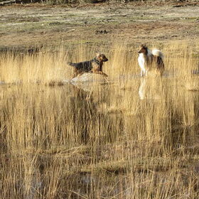 Levi op weg naar de collie.