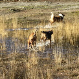 Scooby,Levi en de collie heerlijk rennend.