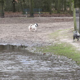 Turbo en ybi,onderweg naar een pup.