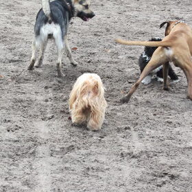 Yvi,Scooby en Luna bij een pup.