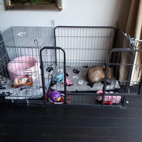 Onze bench/puppyren in huis