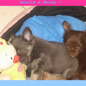 Hondenfoto van chihuahua lovers